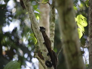Monos Marmoseta. Arcoiris Lodge